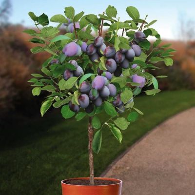 Prunus d. hauszwetsche 120.jpg
