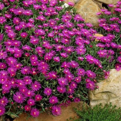 Delosperma cooperi