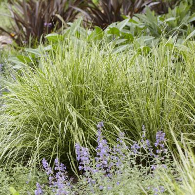 Calamagrostis x acutiflora Overdam