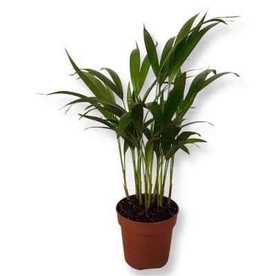 Areca Dypsis v2