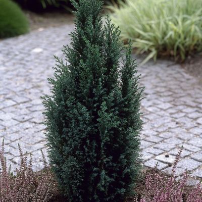 Chamaecyparis lawsoniana Ellwoodii
