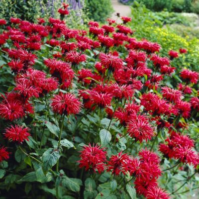 Monarda gardenview scarlet