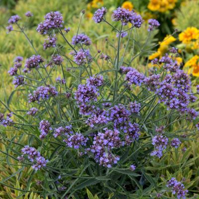 Verbena bonariensis