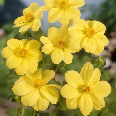 Dahlia Yellow Sneezy