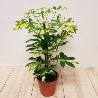 Scheflera arbor Gerda