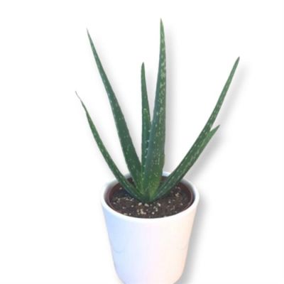 Aloe Vera P13