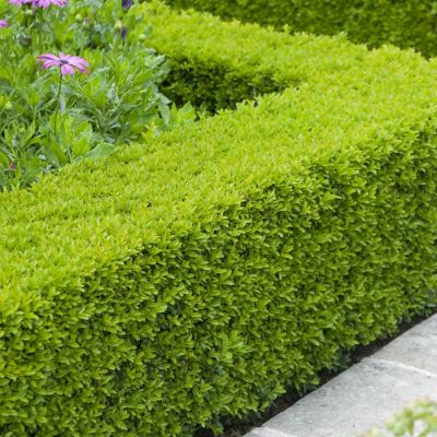 Buxus sempervirens haag