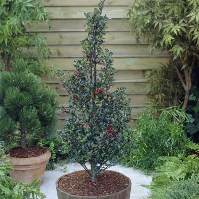 Ilex meserveae Blue Angel