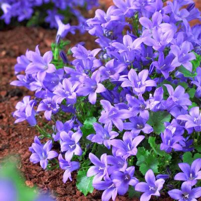 Campanula port