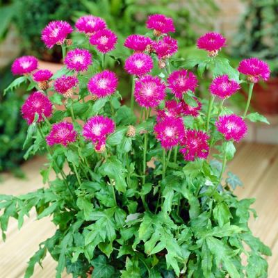 Centaurea dealbata