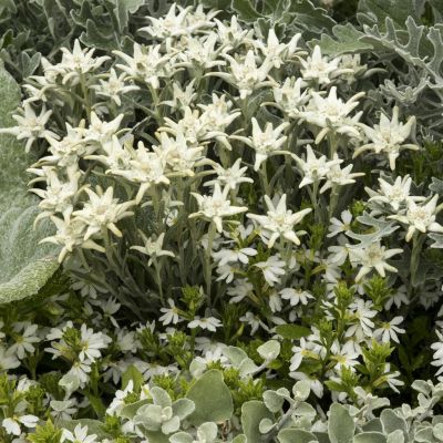 Leontopodium alpinum