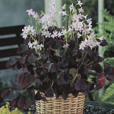 Oxalis triangularis