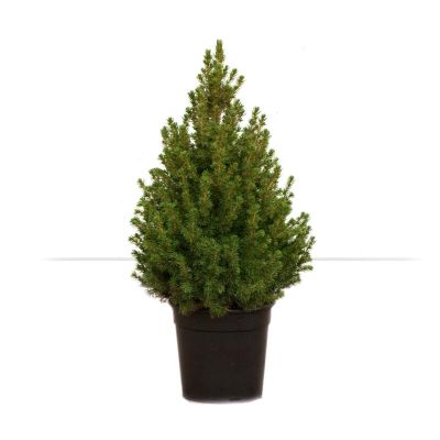Picea Conica pot