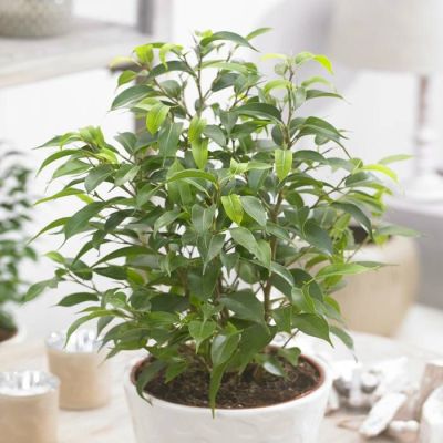 Ficus Natasja
