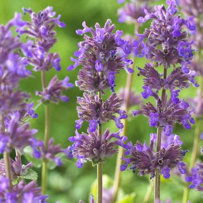Nepeta racemosa Grog