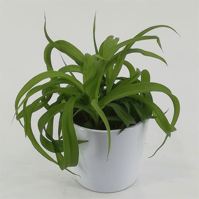 Chlorophytum bonnie Green Chlorophytum bonnie Green