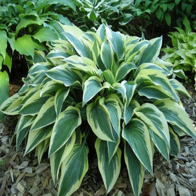 Hosta Bobcat