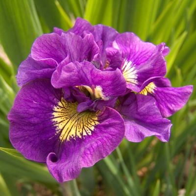 Iris Sibirica Double Standard