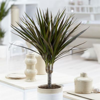 Dracaena marginata Magenta