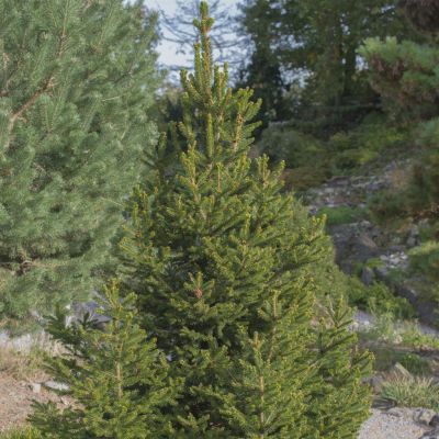 Picea abies Will's Zwerg (Picea glauca Super Green)