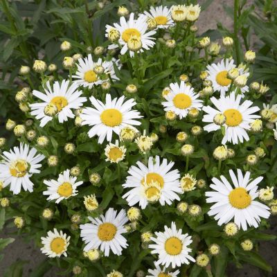 Leucanthemum New Becky(western star leo)