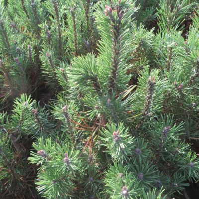 Pinus mugo mugo