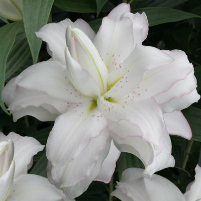 Lotus Beauty