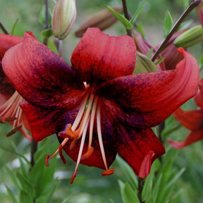 Strawberry Event (1)