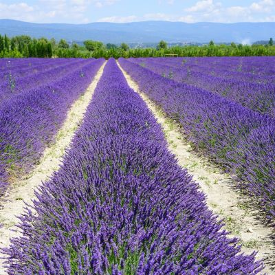 nature plant field meadow prairie flower 483651 pxhere