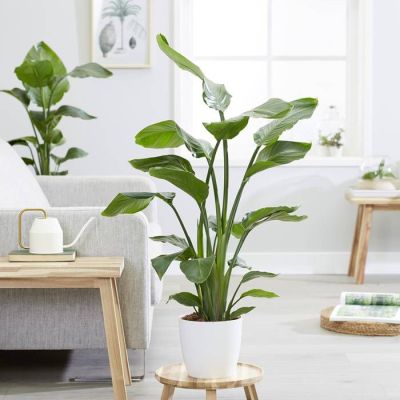 Strelitzia nicolai