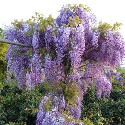 Wisteria Sinensis Prolific
