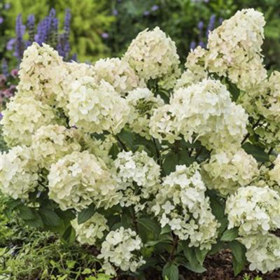 Hydrangea pan Petite Star