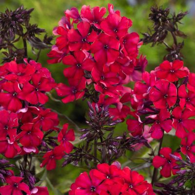 Phlox Pniculata Red