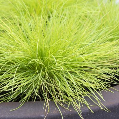Festuca glauca Amigold