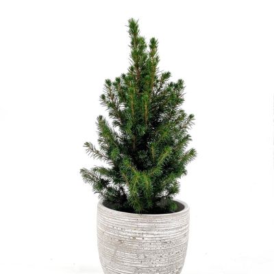 Picea conica 15 cm Pot