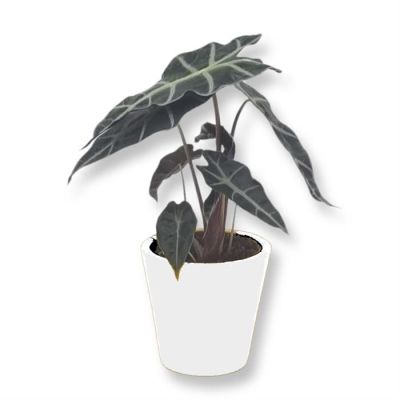 Alocasia Polly 12 cm
