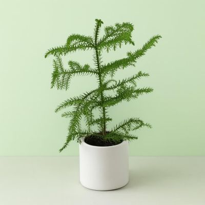 Araucaria 12 cm pot Studio
