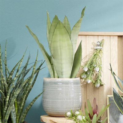 Sansevieria Moonshine