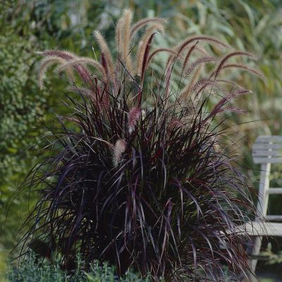Pennisetum Rubrum
