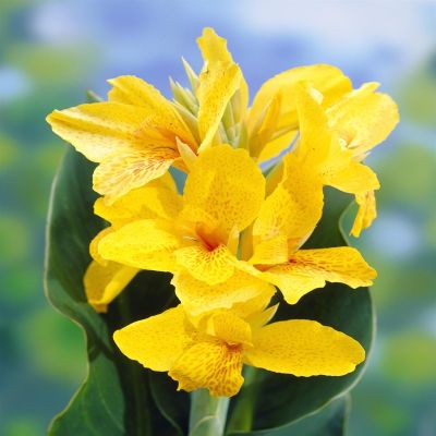 Canna Yara