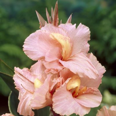 Canna Salmon Beauty