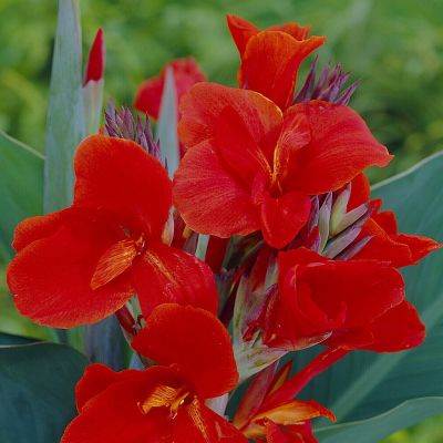 Canna President
