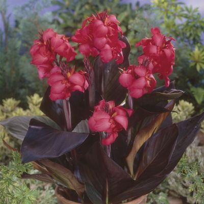 Canna Red Wine