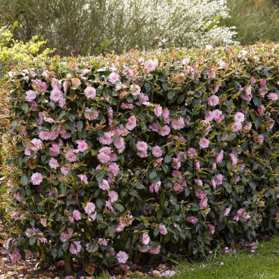 Camellia Spring Festival