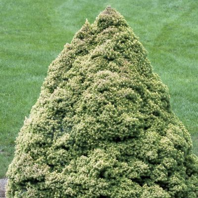 Picea glauca Rainbow's End