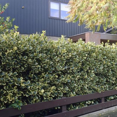 Ilex Altaclierensis Golden King Haag