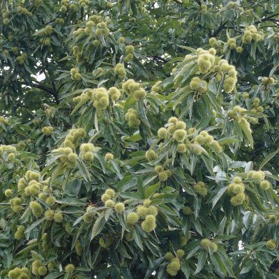 Castanea Sativa v2