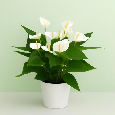 Anthurium Elido Studio Studio