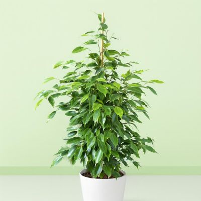 ficus benja anastasia v2 Studio