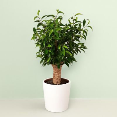 Ficus Natasja Jute stam 12 cm Studio